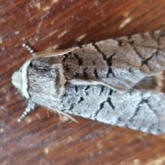 Zyganisus fulvicollis (A Wood moth) at Yass River, NSW - 13 Jul 2024 by SenexRugosus