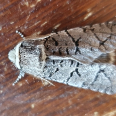 Zyganisus fulvicollis (A Wood moth) at Yass River, NSW - 13 Jul 2024 by SenexRugosus