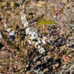 Leucopogon attenuatus (Small-leaved Beard Heath) at Bombay, NSW - 13 Jul 2024 by MatthewFrawley