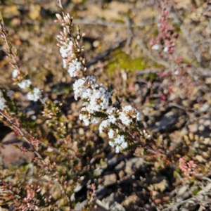 Leucopogon attenuatus at Bombay, NSW - 13 Jul 2024