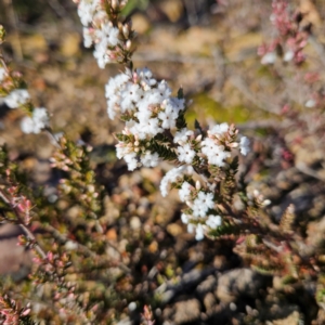 Leucopogon attenuatus at Bombay, NSW - 13 Jul 2024