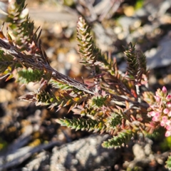 Leucopogon attenuatus at Bombay, NSW - 13 Jul 2024