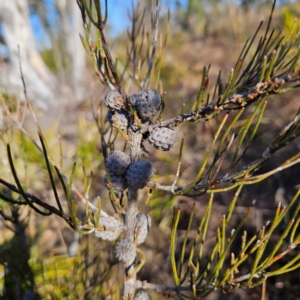 Allocasuarina nana at Bombay, NSW - 13 Jul 2024