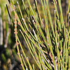 Allocasuarina nana at Bombay, NSW - 13 Jul 2024