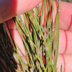 Allocasuarina nana at Bombay, NSW - 13 Jul 2024