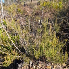 Allocasuarina nana at Bombay, NSW - 13 Jul 2024