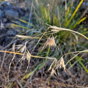 Themeda triandra at Bombay, NSW - 13 Jul 2024