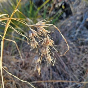 Themeda triandra at Bombay, NSW - 13 Jul 2024 01:46 PM