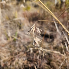 Themeda triandra at Bombay, NSW - 13 Jul 2024 01:46 PM