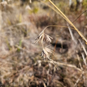 Themeda triandra at Bombay, NSW - 13 Jul 2024