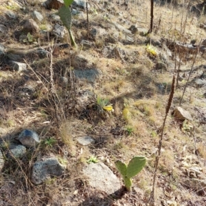 Opuntia stricta at Banks, ACT - 13 Jul 2024