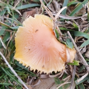 Hygrocybe sp. at Yass River, NSW - 13 Jul 2024