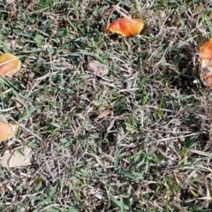 Hygrocybe sp. at Yass River, NSW - 13 Jul 2024