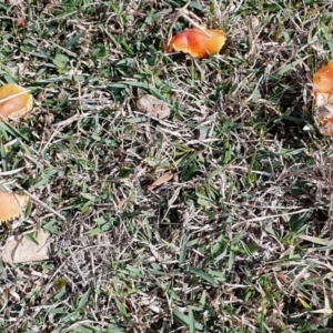 Hygrocybe sp. at Yass River, NSW - 13 Jul 2024