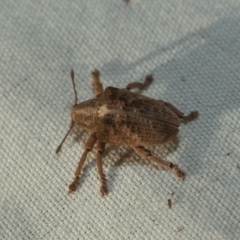 Gonipterus suturalis (Eucalypt weevil) at O'Connor, ACT - 7 Jul 2024 by AlisonMilton