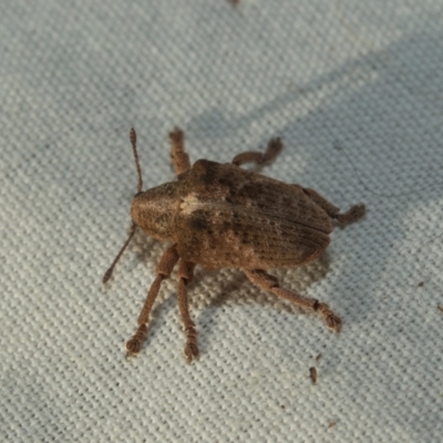 Gonipterus suturalis (Eucalypt weevil) at O'Connor, ACT - 7 Jul 2024 by AlisonMilton