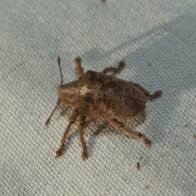 Gonipterus scutellatus (Eucalyptus snout beetle, gum tree weevil) at O'Connor, ACT - 7 Jul 2024 by AlisonMilton