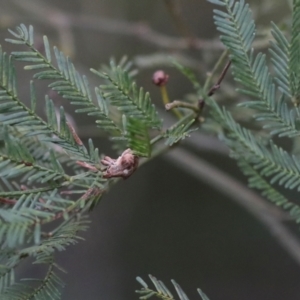 Gonipterus suturalis at O'Connor, ACT - 7 Jul 2024