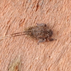 Fulgoroidea sp. (superfamily) (Unidentified fulgoroid planthopper) at Phillip, ACT - 12 Jul 2024 by AlisonMilton