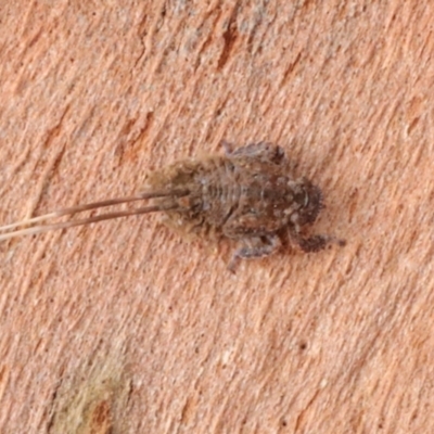 Fulgoroidea (superfamily) (Unidentified fulgoroid planthopper) at Phillip, ACT - 12 Jul 2024 by AlisonMilton