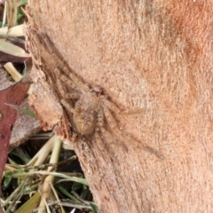 Isopeda canberrana (Canberra Huntsman Spider) at Phillip, ACT - 12 Jul 2024 by AlisonMilton