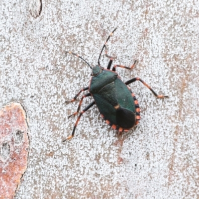 Notius depressus (Shield bug) at Phillip, ACT - 12 Jul 2024 by AlisonMilton