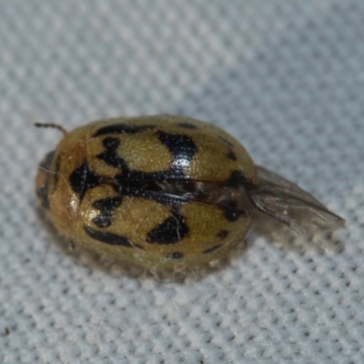 Peltoschema hamadryas (Hamadryas leaf beetle) at Higgins, ACT - 13 Jul 2024 by AlisonMilton