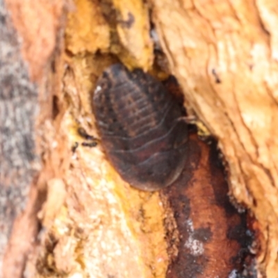 Laxta sp. (genus) (Bark cockroach) at Phillip, ACT - 12 Jul 2024 by AlisonMilton