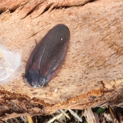 Laxta granicollis (Common bark or trilobite cockroach) at Phillip, ACT - 12 Jul 2024 by AlisonMilton