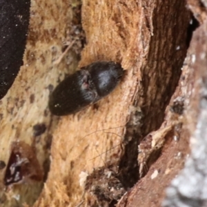 Elateridae sp. (family) at Phillip, ACT - 12 Jul 2024