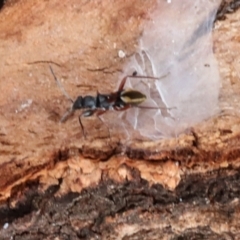 Daerlac cephalotes (Ant Mimicking Seedbug) at Phillip, ACT - 12 Jul 2024 by AlisonMilton