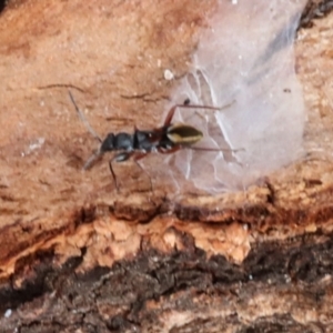 Daerlac cephalotes at Phillip, ACT - 12 Jul 2024