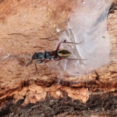 Daerlac cephalotes at Phillip, ACT - 12 Jul 2024