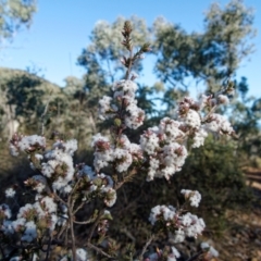 Styphelia attenuatus (Small-leaved Beard Heath) at Bruce, ACT - 13 Jul 2024 by RobertD