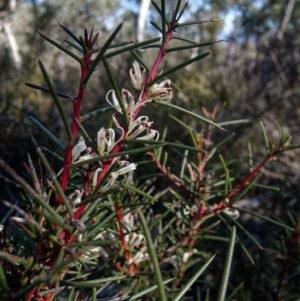 Hakea decurrens subsp. decurrens at Bruce, ACT - 13 Jul 2024