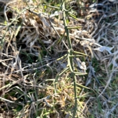 Discaria pubescens (Australian Anchor Plant) at Rendezvous Creek, ACT - 13 Jul 2024 by KMcCue