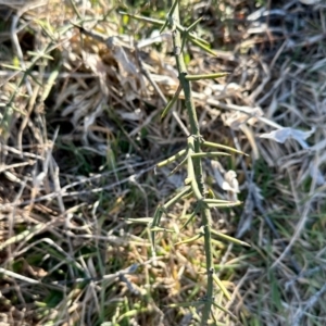 Discaria pubescens at Rendezvous Creek, ACT - 13 Jul 2024