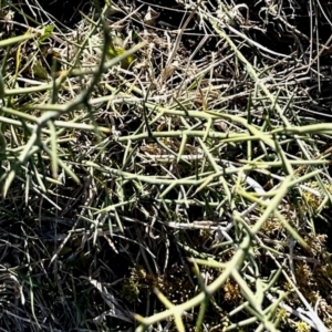 Discaria pubescens at Rendezvous Creek, ACT - 13 Jul 2024