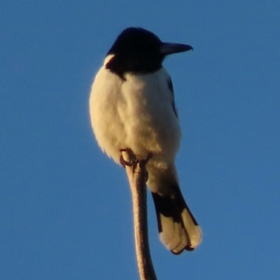 Cracticus nigrogularis (Pied Butcherbird) at Turvey Park, NSW - 13 Jul 2024 by RobParnell