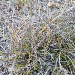 Lepidosperma laterale (Variable Sword Sedge) at Bungendore, NSW - 13 Jul 2024 by clarehoneydove