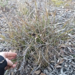 Lepidosperma laterale at Bungendore, NSW - 13 Jul 2024