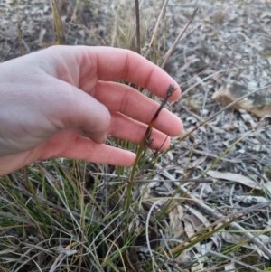 Lepidosperma laterale at Bungendore, NSW - suppressed