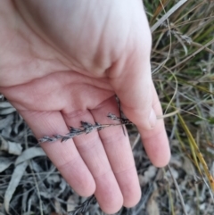 Lepidosperma laterale at Bungendore, NSW - 13 Jul 2024