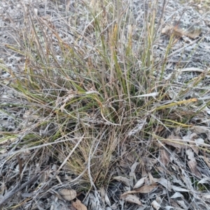 Lepidosperma laterale at Bungendore, NSW - 13 Jul 2024