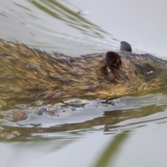 Hydromys chrysogaster (Rakali or Water Rat) at Chesney Vale, VIC - 12 Jul 2024 by jb2602