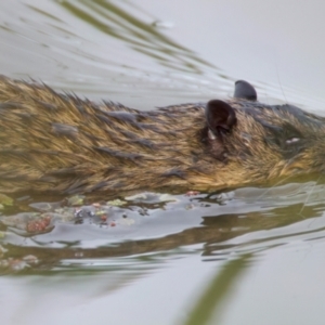Hydromys chrysogaster (Rakali or Water Rat) at Chesney Vale, VIC by jb2602
