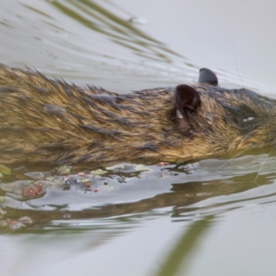 Hydromys chrysogaster (Rakali or Water Rat) at Chesney Vale, VIC - 12 Jul 2024 by jb2602