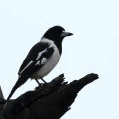 Cracticus nigrogularis (Pied Butcherbird) at Winton Wetlands - 12 Jul 2024 by jb2602