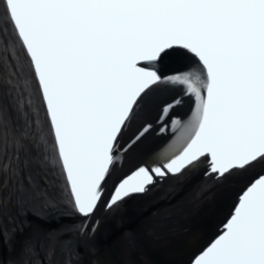 Cracticus nigrogularis at Chesney Vale, VIC - 12 Jul 2024