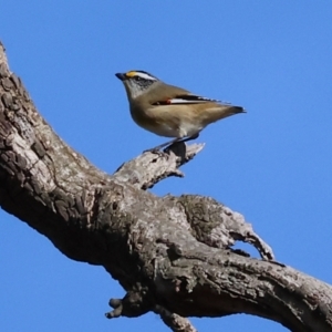 Pardalotus striatus at Wodonga, VIC - 7 Jul 2024 10:37 AM